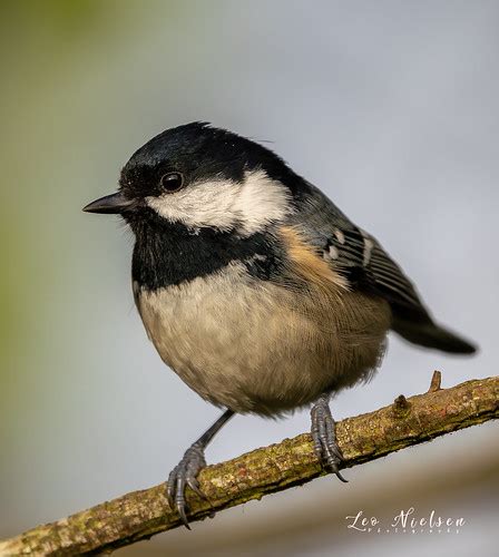 cole tits|Coal tit ( Periparus ater )